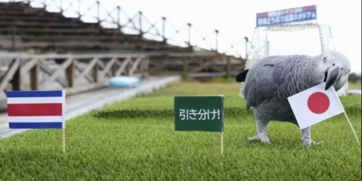 世界杯